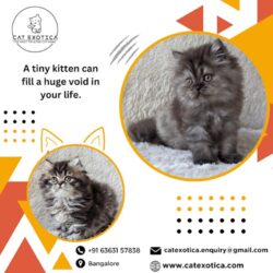 Kittens for Sale in Bangalore_catexotica_com (1)