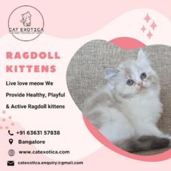 Ragdoll Kittens in Bangalore_catexotica_com