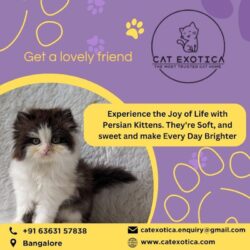 Persian Kittens for Sale in Bangalore_catexotica_com