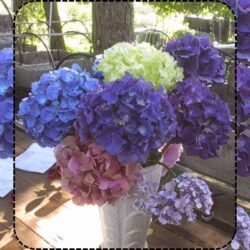 Hydrangea Bouquets Types, Colors, and Meanings