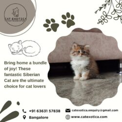 Buy Cats and Kittens for Sale in Bangalore_catexotica_com