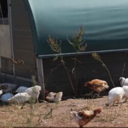 Chicken Rearing Farm