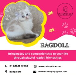 Ragdoll Cat Sale in Bangalore_catexotica_com