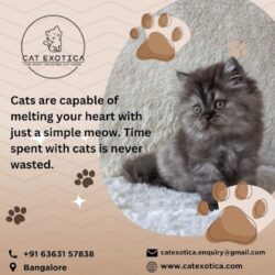 Cats for Sale in Bangalore_catexotica_com