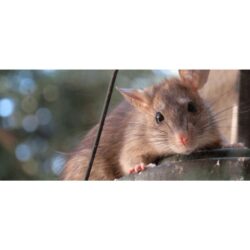 Professional Rat Trapping Service Ann Arbor (1)