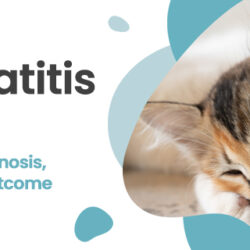 Pancreatitis in Cats