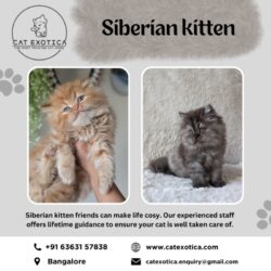 Siberian Kittens for Sale in Bangalore_catexotica_com