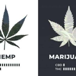 Hemp Vs Marijuana