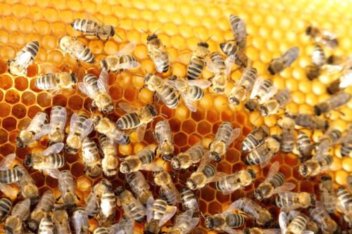 honey-bee-hive honey-bee-hive