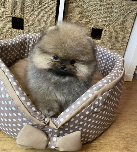 Pomeranian_puppies_for_sale_-_Pomeranian_puppy_-_Mini_Pomeranian_optimized_100 Pomeranian_puppies_for_sale_-_Pomeranian_puppy_-_Mini_Pomeranian_optimized_100