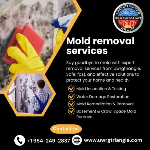 Mold removal services Mold removal services