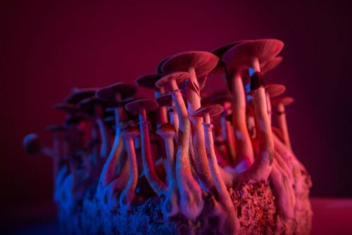 Psychedelic Fungi Delivery Services Psychedelic Fungi Delivery Services