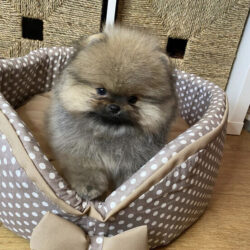 Pomeranian_puppies_for_sale_-_Pomeranian_puppy_-_Mini_Pomeranian_optimized_100