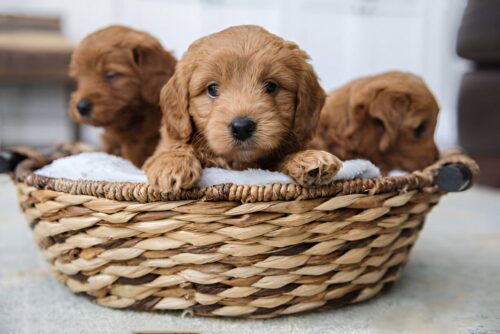 Los Angeles doodle breeder Los Angeles doodle breeder
