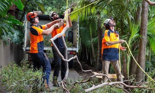 tree cutting tree cutting