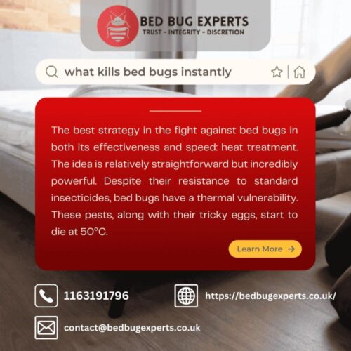 what kills bed bugs instantly what kills bed bugs instantly