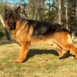 West German Show Line German Shepherd for Sale