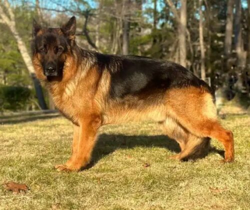 West German Show Line German Shepherd for Sale West German Show Line German Shepherd for Sale