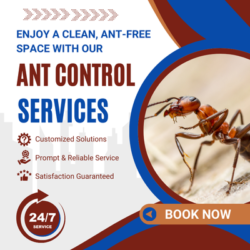 Same day pest Mernda- Ant Control