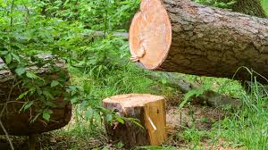 tree falling tree falling