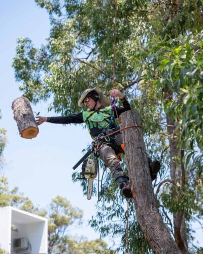 Tree Trimming Services Gold Coast Tree Trimming Services Gold Coast