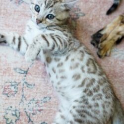 Asian Leopard Cat Kittens for Sale1