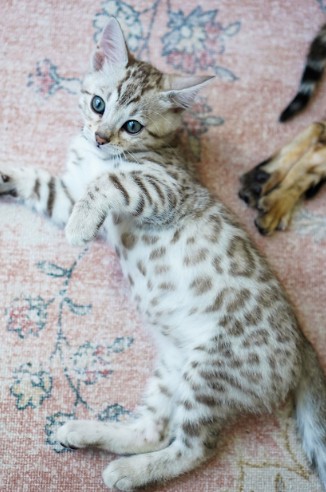 Asian Leopard Cat Kittens for Sale1 Asian Leopard Cat Kittens for Sale1