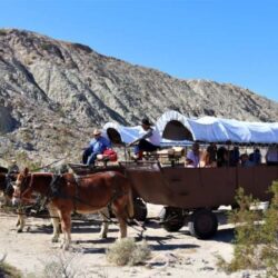 Mule-drawn wagon tours