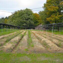 Low-Cost Plots in Bihta