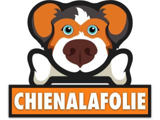 CHIENALAFOLIE CHIENALAFOLIE