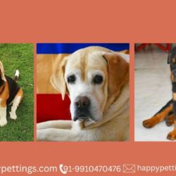Home Based Pet Boarding in Gurgaon