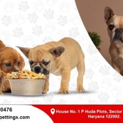 Dog Boarding Service Gurgaon