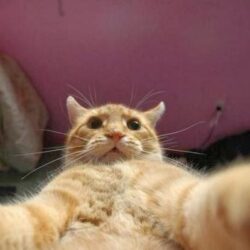 Aplicativo permite que gatos tirem suas próprias selfies