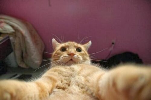 Aplicativo permite que gatos tirem suas próprias selfies Aplicativo permite que gatos tirem suas próprias selfies