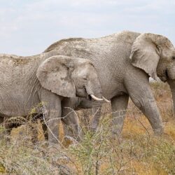 elephants-9367271_640