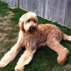 Australian Labradoodle Idaho