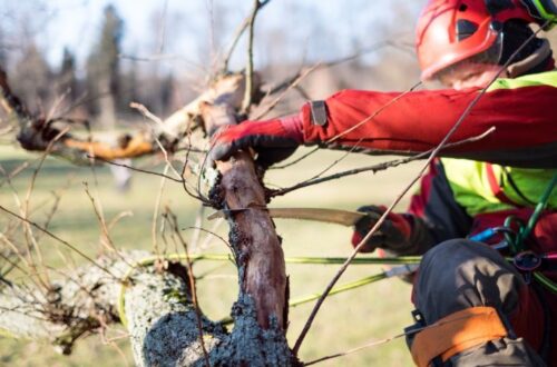 Tree Pruning Sydney Tree Pruning Sydney