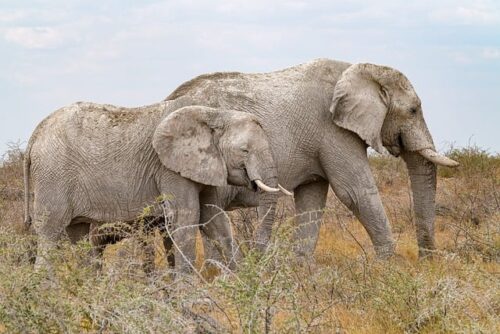 elephants-9367271_640 elephants-9367271_640