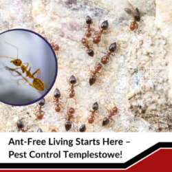 Same Day Pest Control Templestowe 300