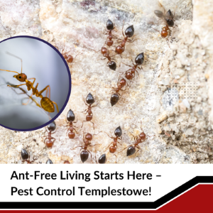 Same Day Pest Control Templestowe 300 Same Day Pest Control Templestowe 300