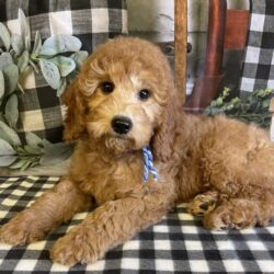 F1BB Mini Goldendoodle Puppies