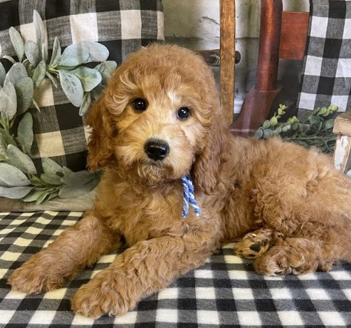 F1BB Mini Goldendoodle Puppies F1BB Mini Goldendoodle Puppies