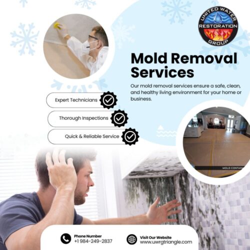Mold Removal Services (1) Mold Removal Services (1)