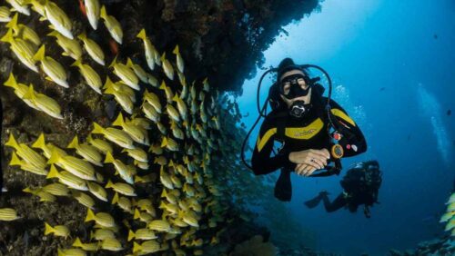 Diving In Mallaco Diving In Mallaco