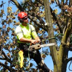 Tree Removal Service in Gold Coast