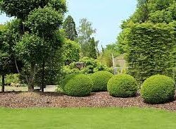 Evergreen Trees Wheaton