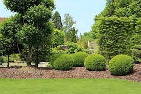 Evergreen Trees Wheaton Evergreen Trees Wheaton