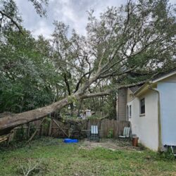 Tree Removal in North Fort Myers