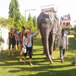 EleJungle - Nature & Elephant Safari in Jaipur