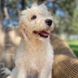 Adorable Labradoodle Puppies for Sale in Texas (1)